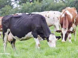 El MDA prorrogó la fecha del control obligatorio de enfermedades de transmisión sexual (ETS) en bovinos