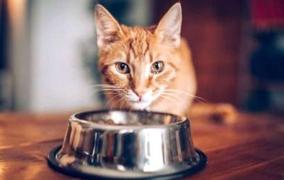 Día Internacional del Gato: cómo agasajarlos con un rico menú