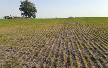 La sequía pone en jaque al norte bonaerense: qué municipios pedirán la emergencia agropecuaria