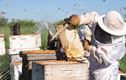 Provincia: darán insumos a nuevos apicultores para fomentar la producción del sector