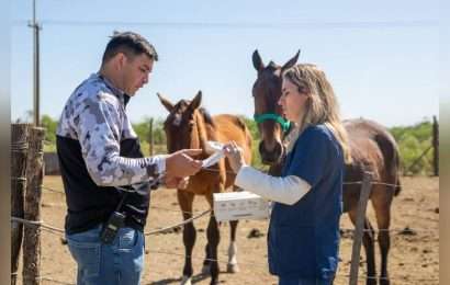 Chacabuco el Municipio coloca chips a caballos que son retenidos por Tránsito