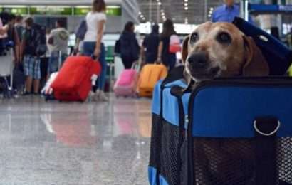 Mascotas: Requisitos sanitarios de los destinos más elegidos para viajar al exterior