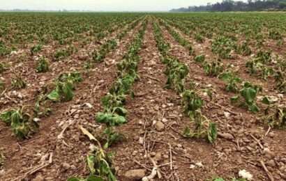La sequía histórica retrasa la siembra de la soja y el maíz