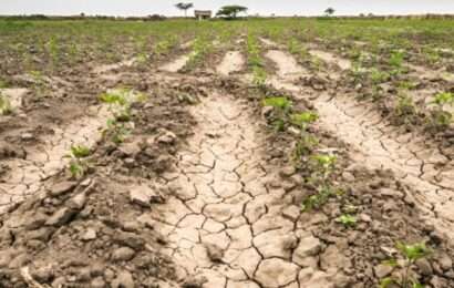 Ya son 6 millones de hectareas afectadas por la sequía