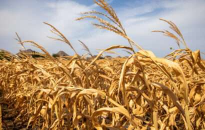 44 los municipios bonaerenses afectados por la sequía “severa”