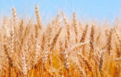 Por la sequía se prorrogó las exportaciones de trigo