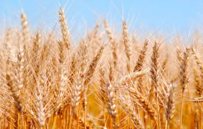 Lluvias cambian potencial productivo del trigo