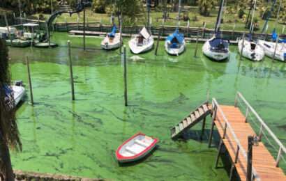 Hay alerta naranja por cianobacterias en aguas del Río de La Plata y lagunas bonaerenses
