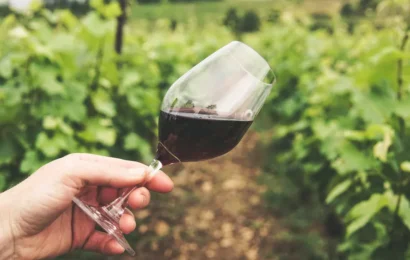 Ya rige la ley de vino bonaerense: qué implica y cómo beneficia a la industria
