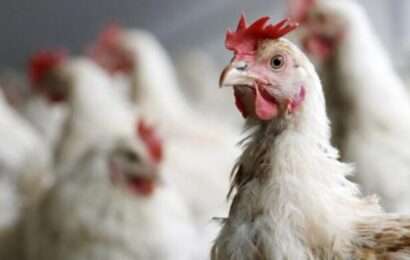 Gripe aviar: las recomendaciones de Agricultura ante la confirmación del primer caso