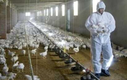 Gripe aviar: el Gobierno se reúne con el Senasa