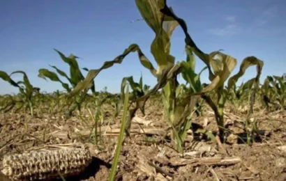 Provincia prorrogó la emergencia agropecuaria por sequía en 60 municipios