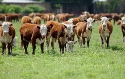 Rechazan medidas gubernamentales sobre la ganadería