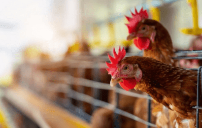 La gripe aviar llegó a las aves de corral y Argentina debió suspender sus exportaciones