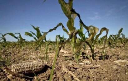 Sequía: El Gobierno otorga créditos por $ 4.500 millones a PyMEs agroindustriales
