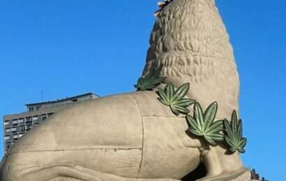 Lobo marino de la Rambla amaneció con un collar de hojas de marihuana