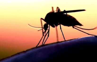 Dengue: caen los casos y el período endémico está finalizando en la provincia