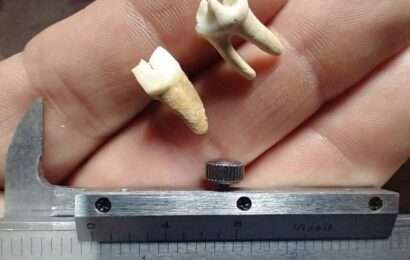 Descubren en San Pedro molares fosilizados de un zorro de gran tamaño