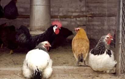 Gripe aviar: ya se registraron 19 focos en la provincia de Buenos Aires