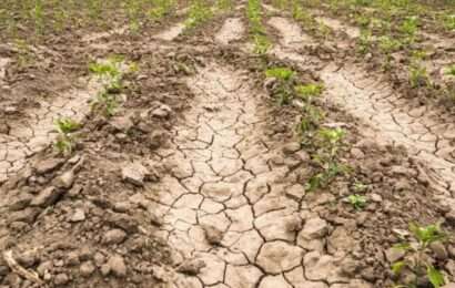 Prorrogaron la emergencia agropecuaria por sequía en territorio bonaerense