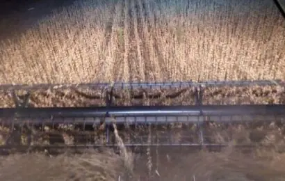 Pergamino: Productor obtuvo 4.500 kilos por hectárea en soja de primera