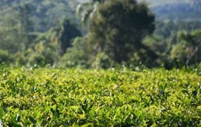 El té argentino se posiciona en el mercado mundial