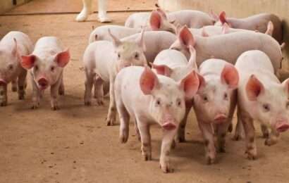 La producción y exportación porcina sigue mostrando crecimiento