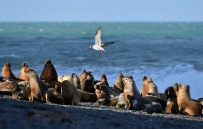Aparecieron más lobos marinos muertos en la costa atlántica