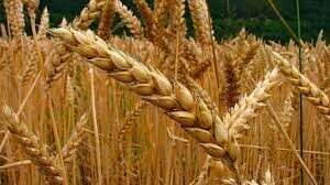 Suben 7,9% los precios de la harina como parte del fideicomiso del trigo