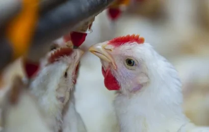 Continúan las medidas de prevención por la gripe aviar