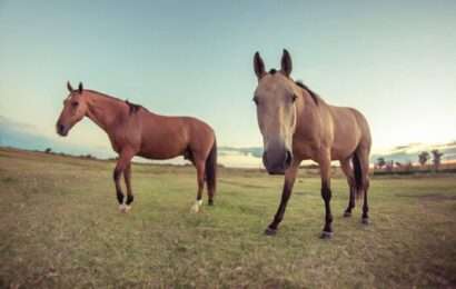 Tras más de dos décadas, confirman en el país un caso de Encefalitis Equina en humanos