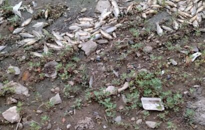 Otra vez aparecieron miles de peces muertos en la Laguna de Chascomús: ¿Por qué sucede?