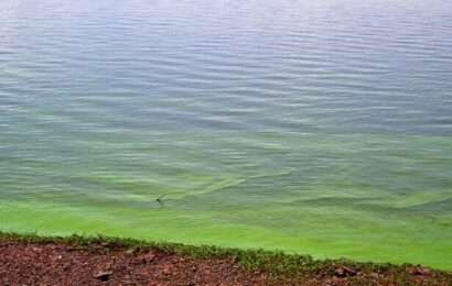 Elevan niveles de alerta por cianobacterias en lagunas bonaerenses.