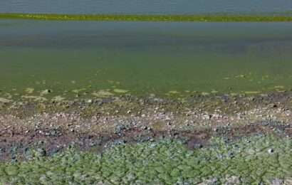 Alertas por presencia de cianobacterias en lagunas y ríos de la provincia de Buenos Aires