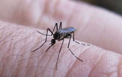 Dengue, fuerte suba de casos: crecen 60% en una semana en el país y 87% en la provincia