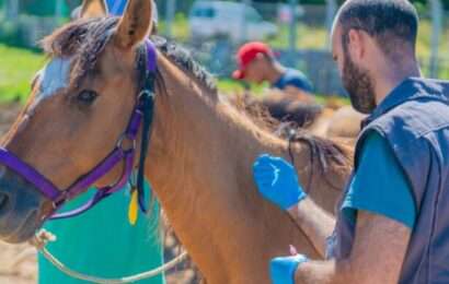 Tres personas murieron por Encefalitis Equina en la provincia y se confirmaron casos en 19 municipios