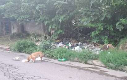 Vecinos solicitan un cesto de reciclado en calle Solís