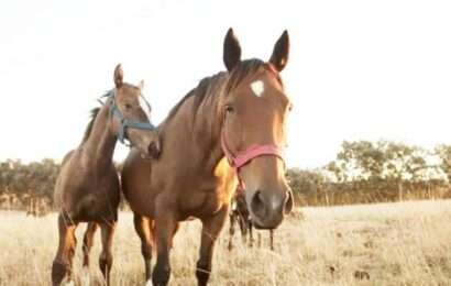 Casos confirmados de Encefalitis Equina en humanos en la Provincia