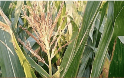 Una temible plaga pone en alerta a los productores de maíz de la región