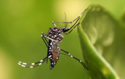 Confirman un brote de chikungunya en el distrito de Pergamino