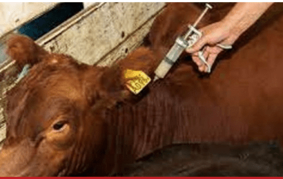 Ratifican normativa para el movimiento de bovinos y bubalinos en la campaña 2024