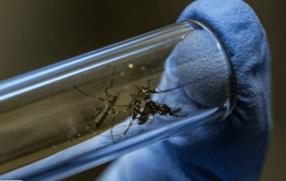 Bajan los casos de dengue en Argentina, salvo en dos provincias