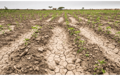 El sur bonaerense sigue sufriendo la sequía y la Provincia avanza con la emergencia