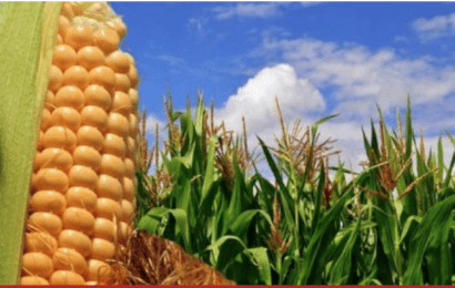 Eliminan los cupos a la exportación de trigo y maíz