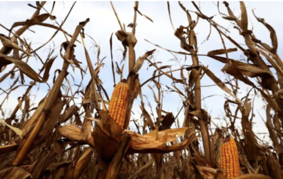 La “chicharrita” del maíz le hizo perder más de USD 2.000 millones
