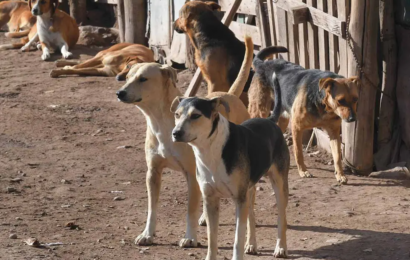 Sigue preocupando la situación de los perros de la calle