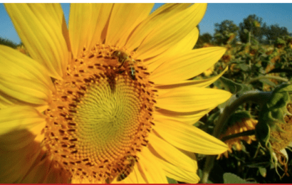 Hallan agroquímicos en abejas y apiarios de Buenos Aires, Córdoba y Río Negro