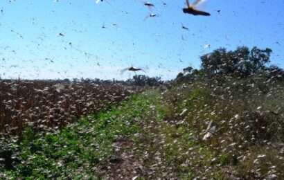 El Senasa intensifica el monitoreo de plaga de langostas