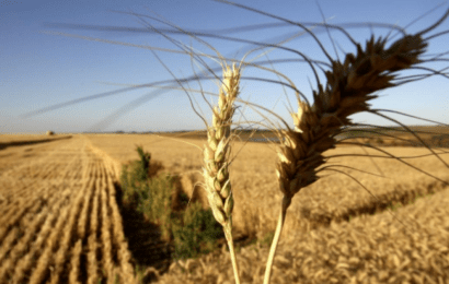 Cosecha: Advierten sobre un 70% de probabilidades de que se desarrolle La Niña