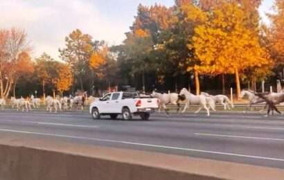 Unos 30 caballos sueltos trotaron varios kilómetros por Panamericana